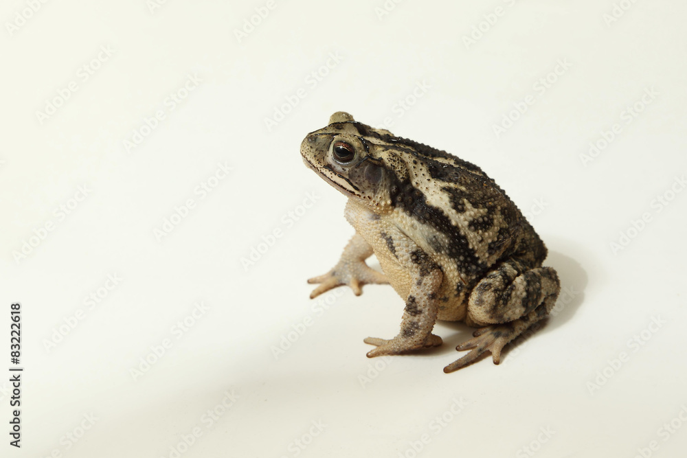 Fototapeta premium Coastal plain en fondo blanco