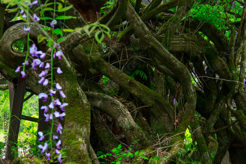 wild wisteria with 2000 year-old zelkova tree photo