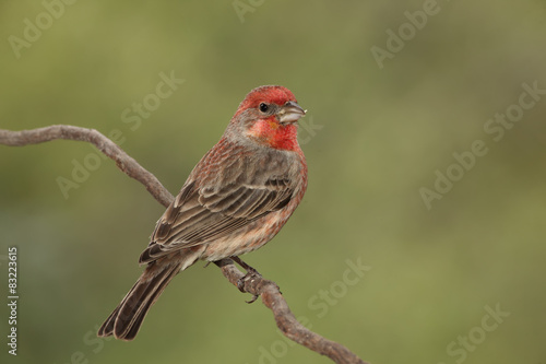 Fotografía House finch macho en una rama