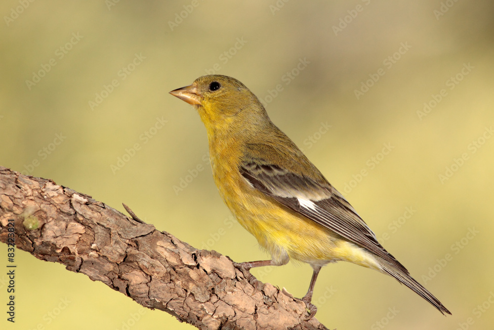 Obraz premium Lesser goldfinch hembra en una rama posado fijate