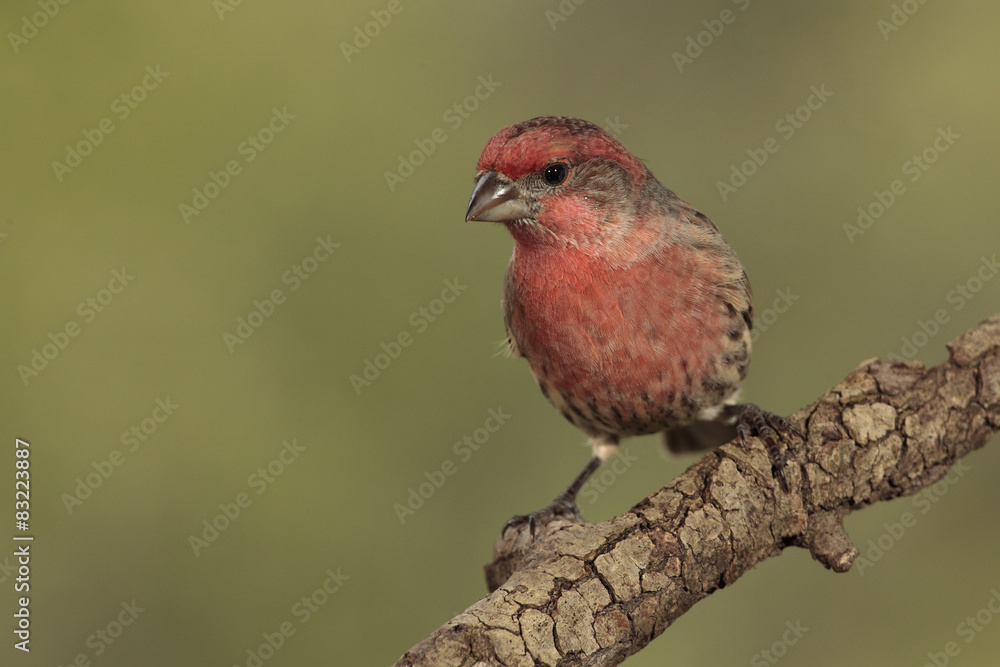 House finch macho en una rama House finch macho en una rama
