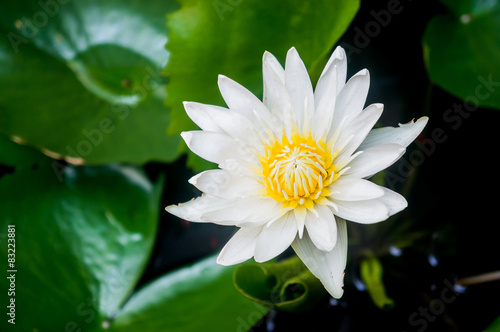 beautiful waterlily or lotus flower © amnarj2006