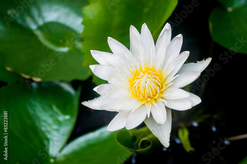 beautiful waterlily or lotus flower