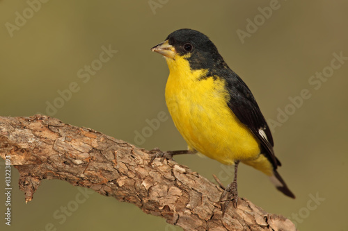 Lesser goldfinch macho en una rama
