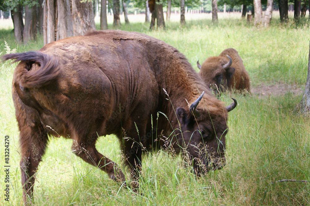 Fototapeta premium grazing bison
