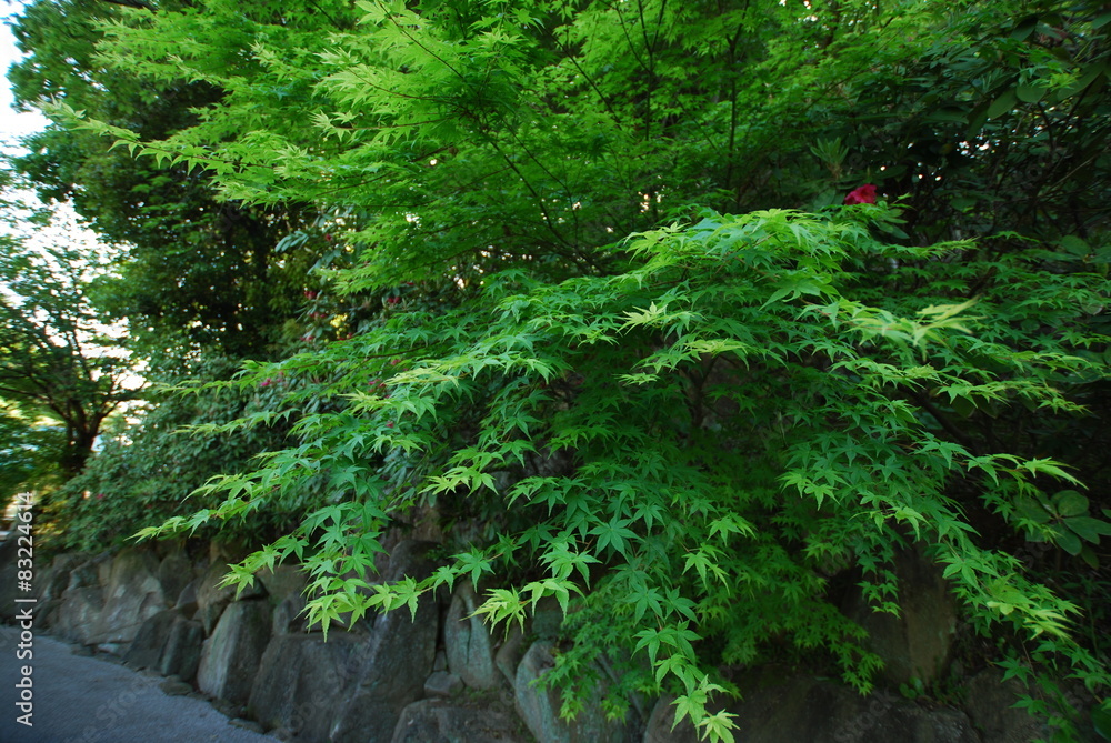 Fototapeta premium Japanese Maple at Japanese garden