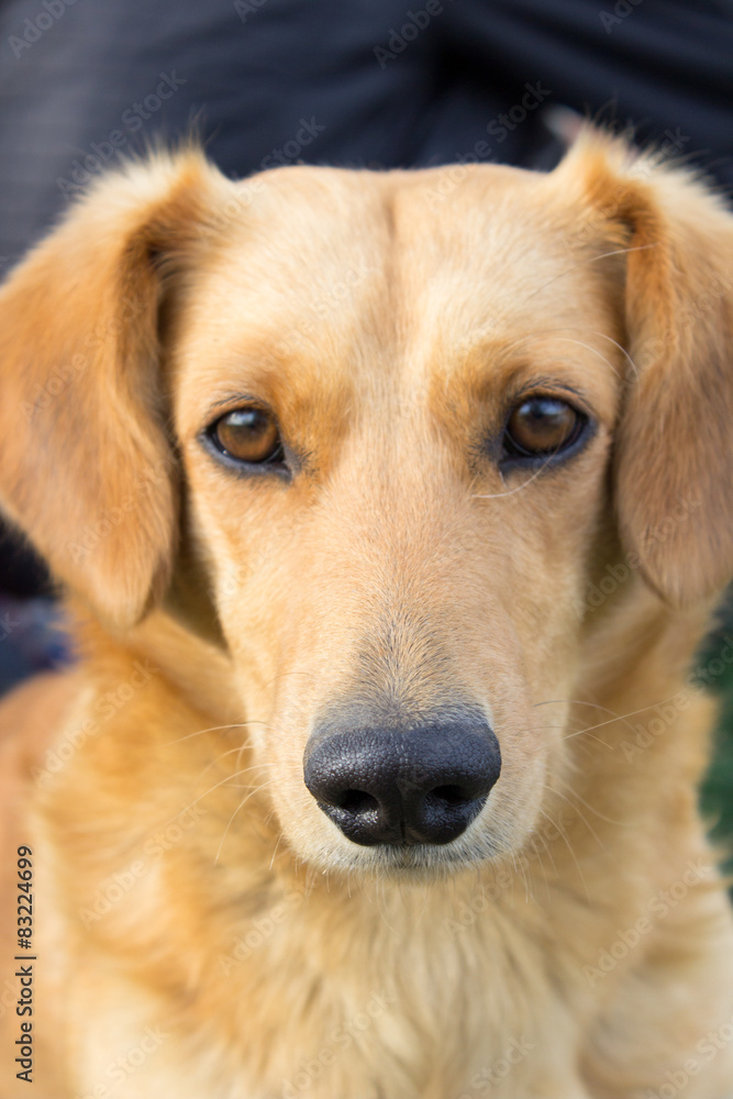 Portrait redhead dog