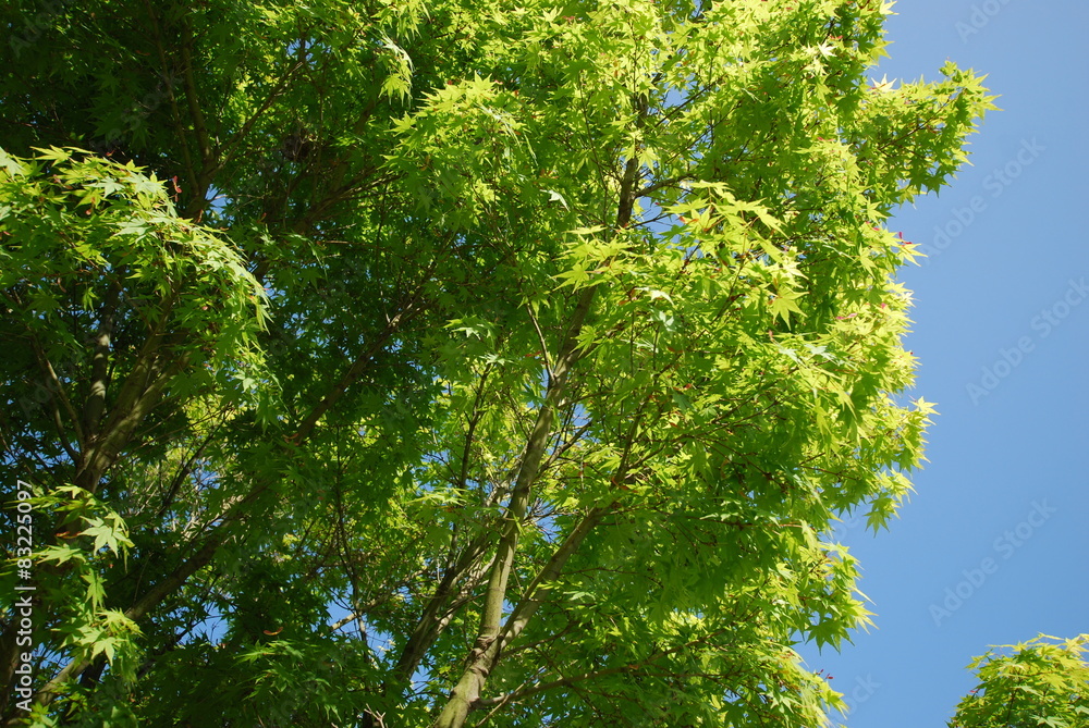 Fototapeta premium Japanese Maple 