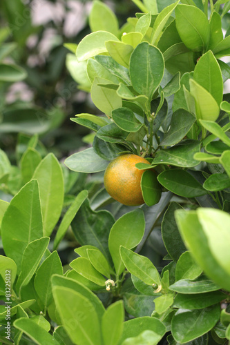ripe orange hangs on the tree