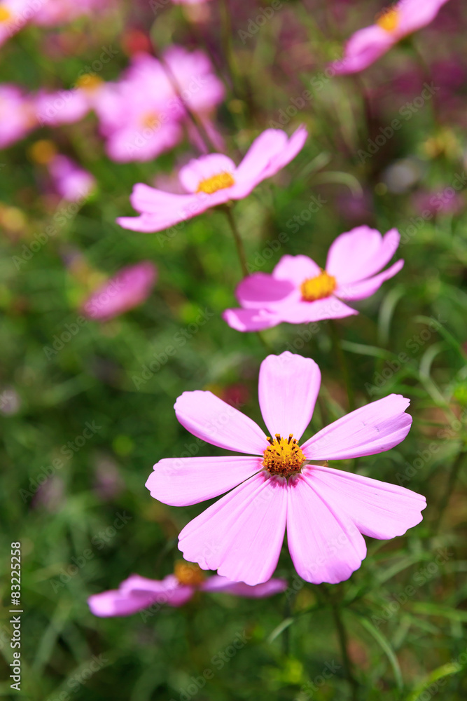 Fototapeta premium cosmos flowers