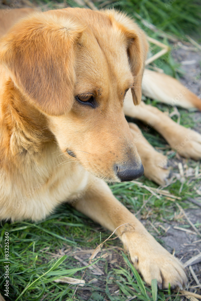 dog sitting and looking at the ground dog sitting and looking at the ground