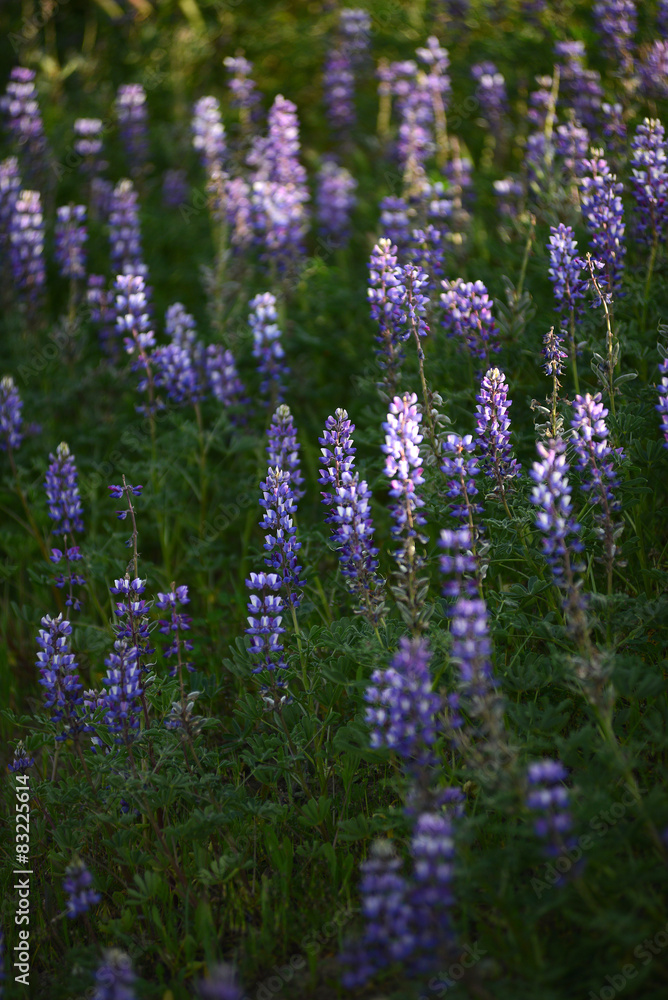 Fototapeta premium lupine flower