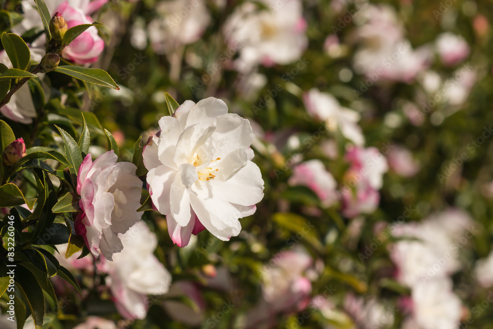close up of pink camellia shrub in bloom