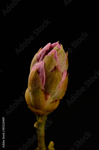 Rhododendron Knospe