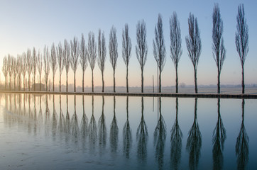Alberi riflessi sul lago all'alba