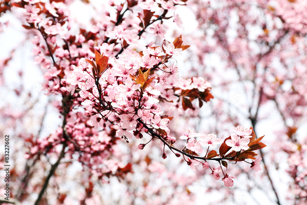Blooming tree twigs with pink flowers in spring close up Blooming tree twigs with pink flowers in spring close up