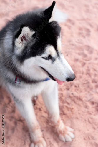 Siberian Husky dog sitting on the beach