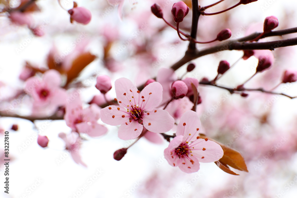Blooming tree twigs with pink flowers in spring close up Blooming tree twigs with pink flowers in spring close up