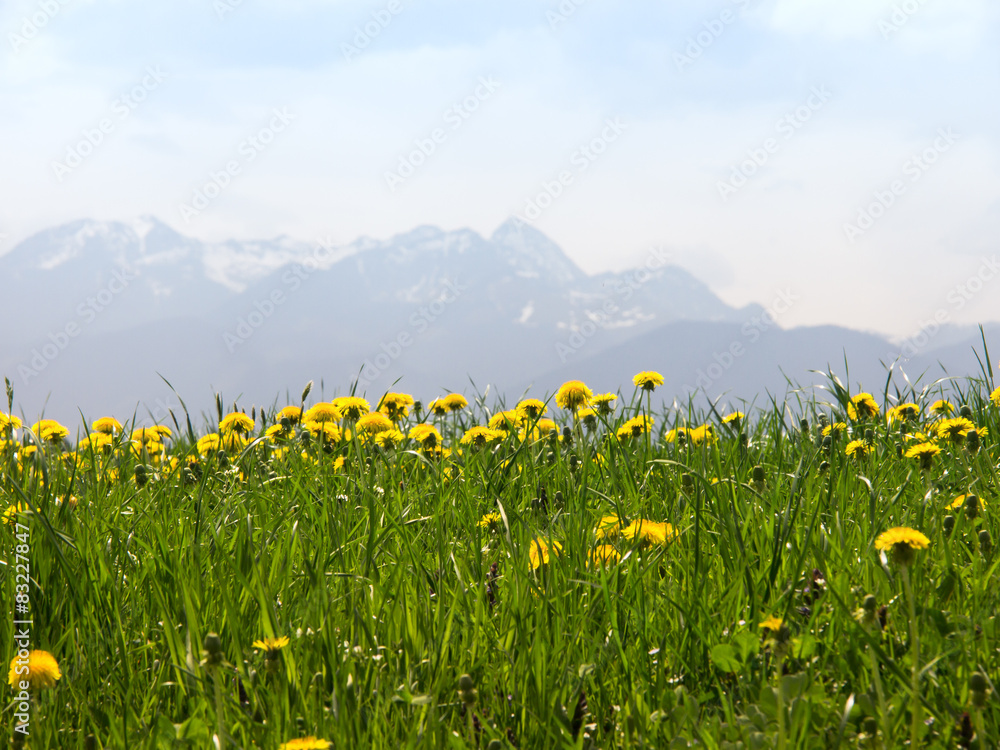 Fototapeta premium mountain wendelstein (33)
