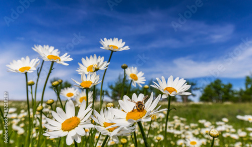 Wild daisies in a country meadow © Calin Tatu
