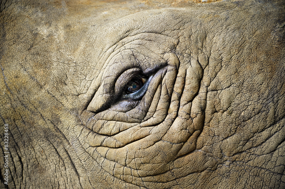 Obraz premium Eye of the rhino/ Focus on the eye