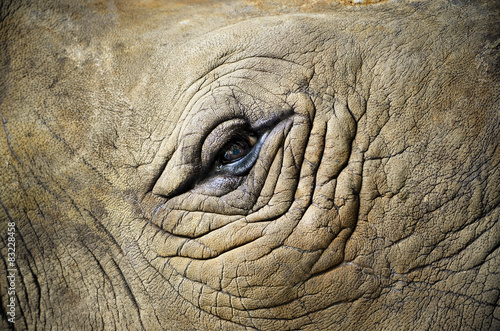 Eye of the rhino/  Focus on the eye