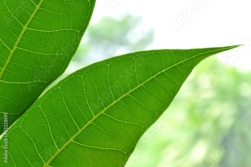 Breadfruit leaf, Natural background