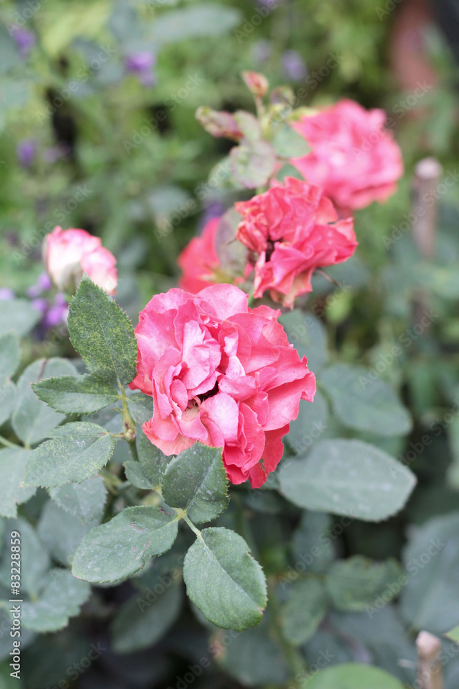 Fototapeta premium Vintage roses with the nature