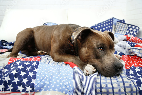 Cute dog lying on sofa, on home interior background