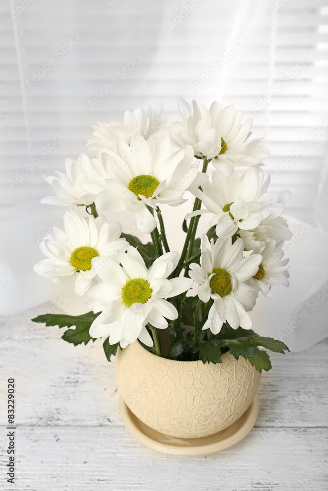 Fototapeta premium Beautiful chrysanthemum in pot on windowsill
