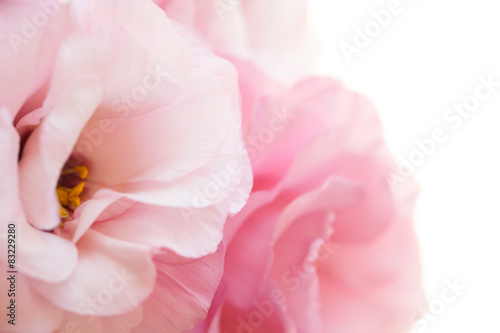 Romantic pink eustoma background