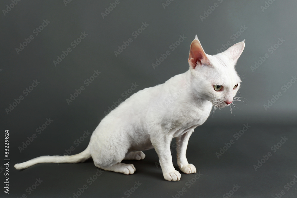 Beautiful white cat on gray background
