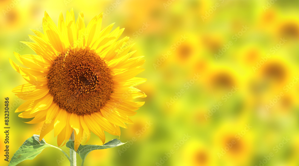 Sunflowers on yellow background Sunflowers on yellow background