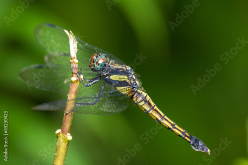 Portrait of dragonfly - Crimson Dropwing (male) © Earnest Tse