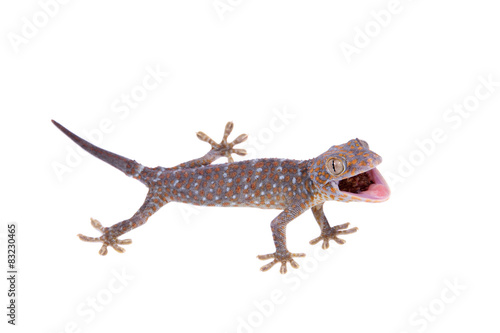 Tokay Gecko isolated on white background