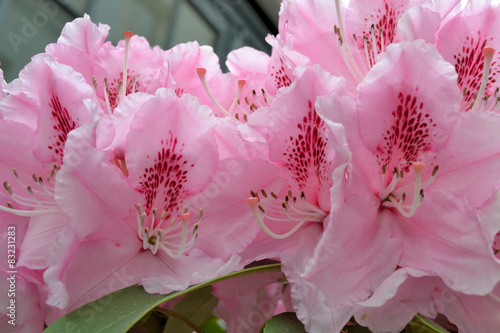 Rhododendron photo