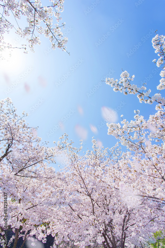 Obraz premium 桜の風景