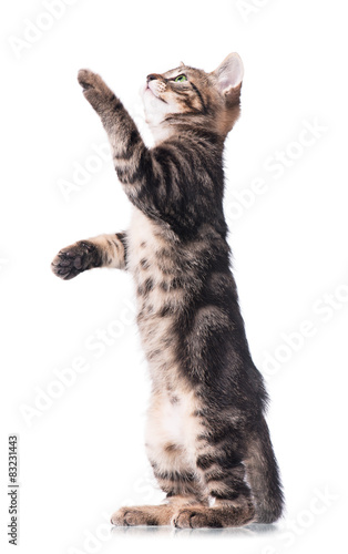 Wallpaper Mural Cute kitten Torontodigital.ca