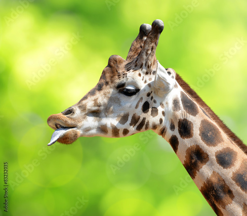 Portrait of a giraffe on green natural background