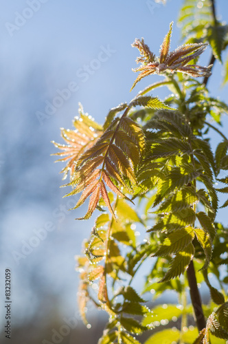 Natural rowan tree leaves on sunrise