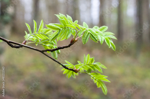 Rowan tree natural fresh branch