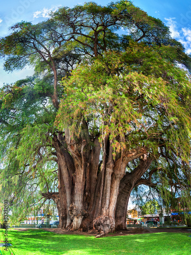 Montezuma cypress Tree of Tule, Mexico photo