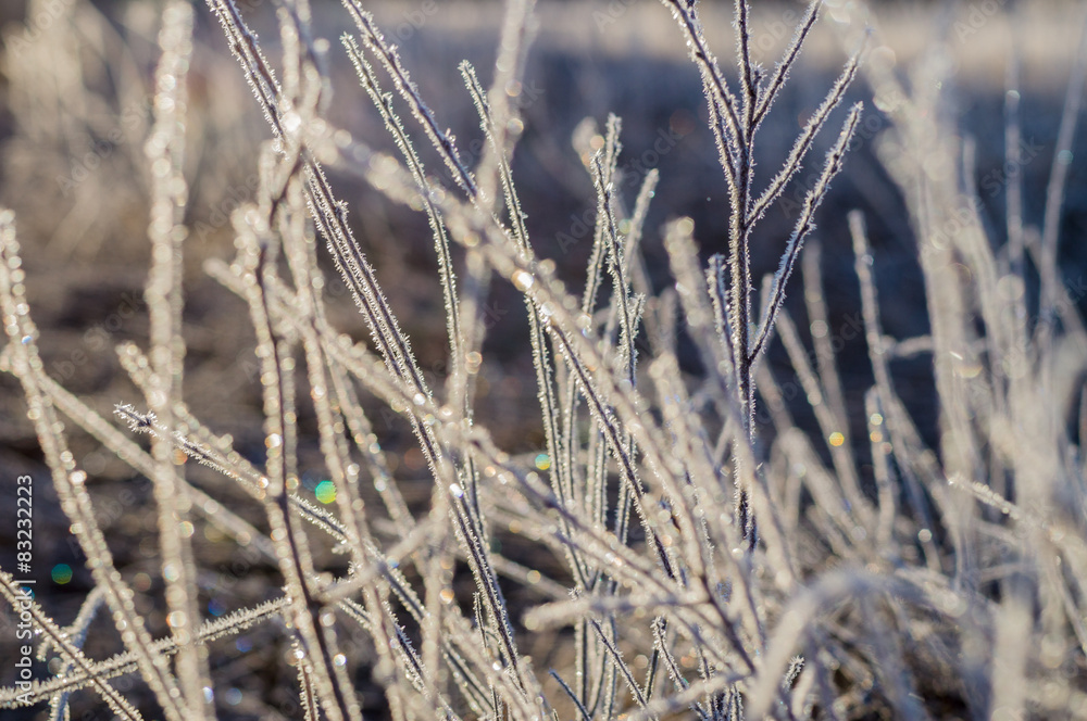 Frozen branches closeup in morning light Frozen branches closeup in morning light