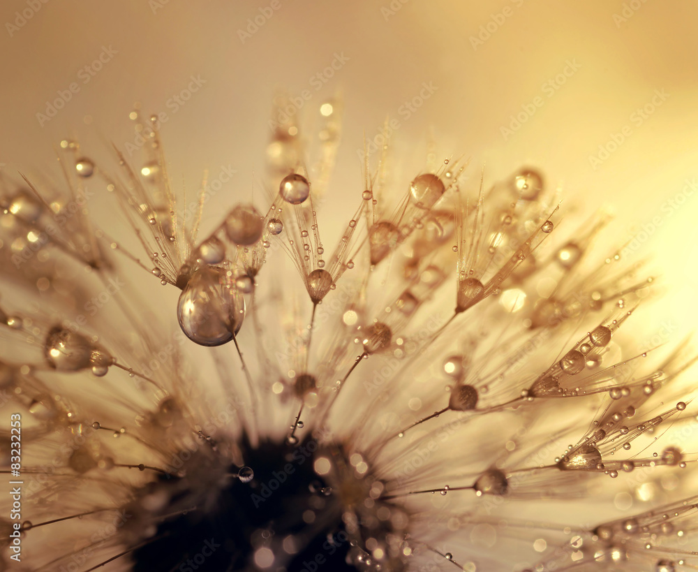 Fototapeta premium Dewy dandelion at sunrise close up