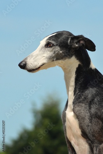 Galgo Espanol Portrait © mfotohaus