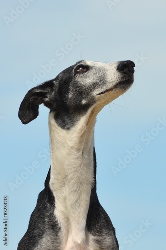 Obraz na płótnie Galgo Espanol Portrait
