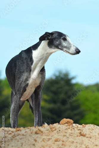 Galgo Espanol