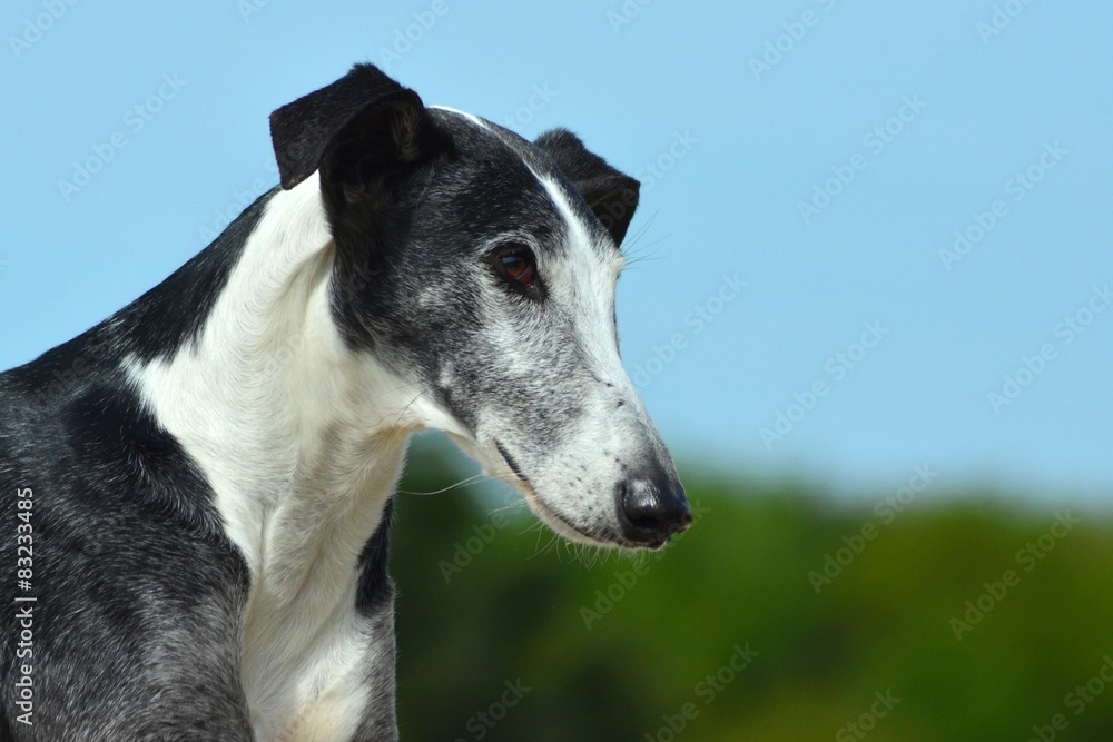 Galgo Espanol Portrait