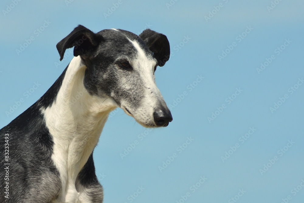 Galgo Espanol Portrait Galgo Espanol Portrait