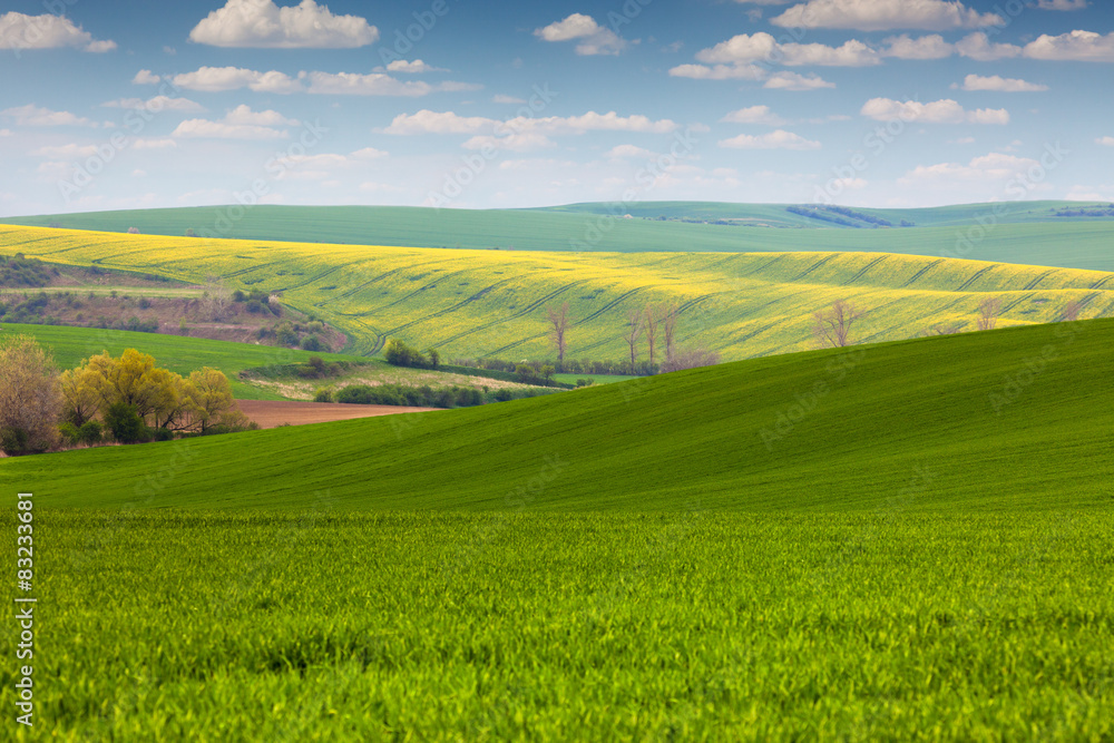 Different colors of  fields in countryside, spring  landscape